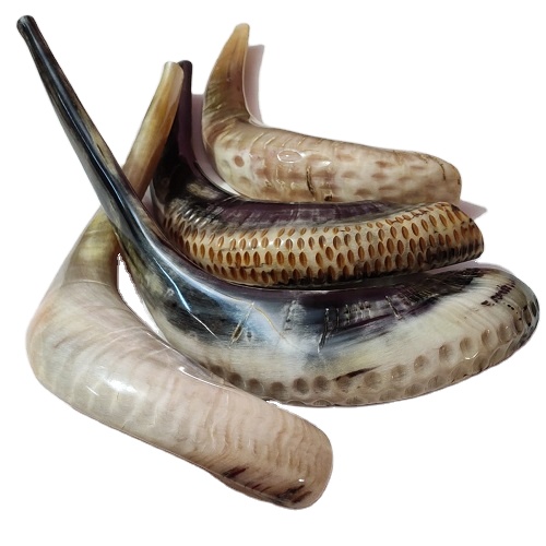 Редкий очень большой легкий натуральный гудок Shofar по подходящей цене