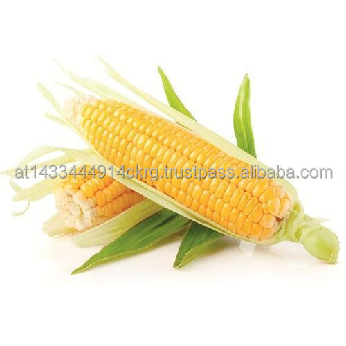 Maize Yellow Corn