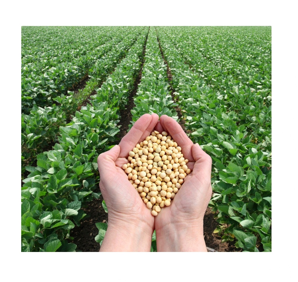 Соевые бобы, высокое качество, без ГМО желтой сухой сои семян NON-GMO соевых бобов