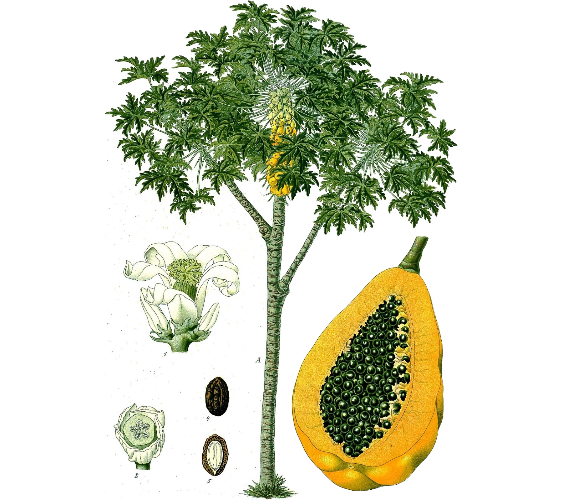 MN papaya op verity экспорт по морю/воздуху