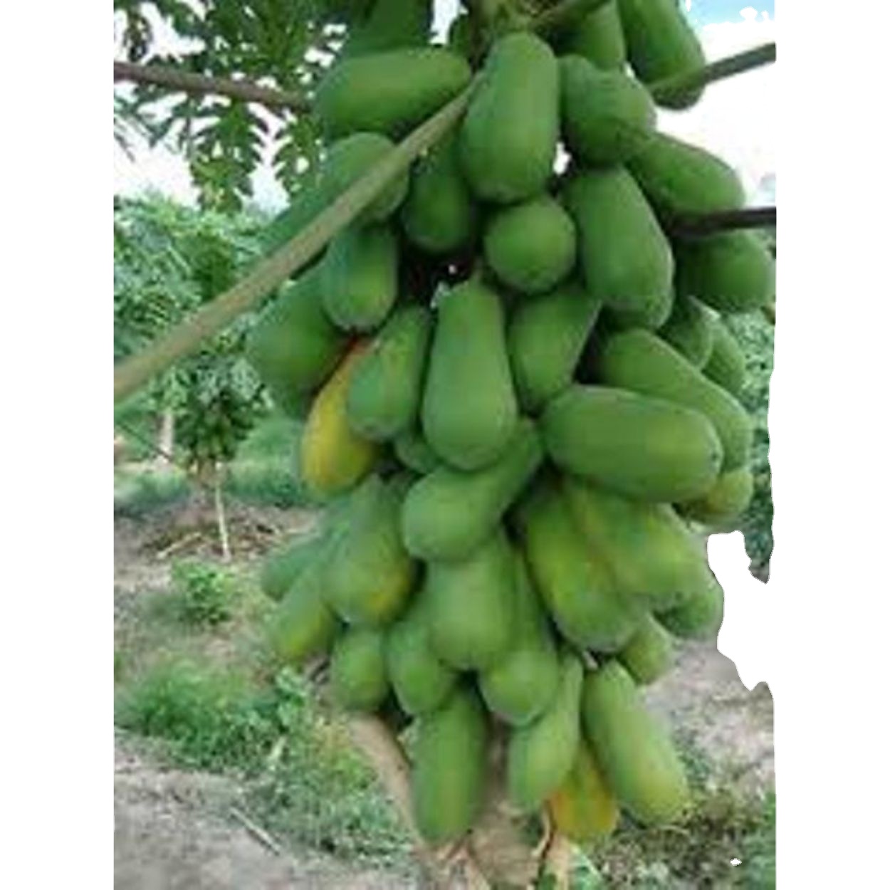 fresh papaya from papaya for export in Pouch packing