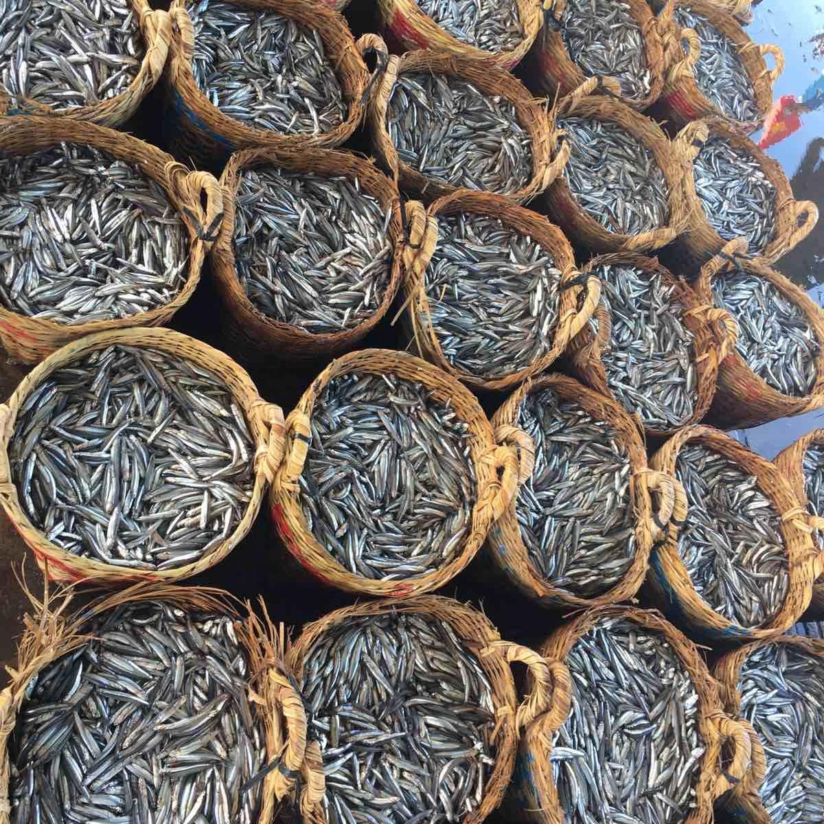 Dry seafood- dried fish anchovy from Vietnam Cheap Price OEM Bulk- seafood(dot)linda(at)gmail(dot)com- Whatsap 0084 989 322 607