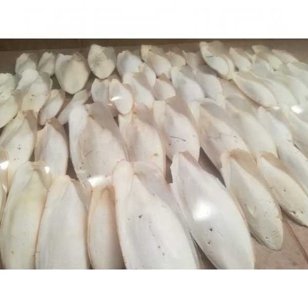 Best Quality Dried Cuttlefish Bones Available For Importers