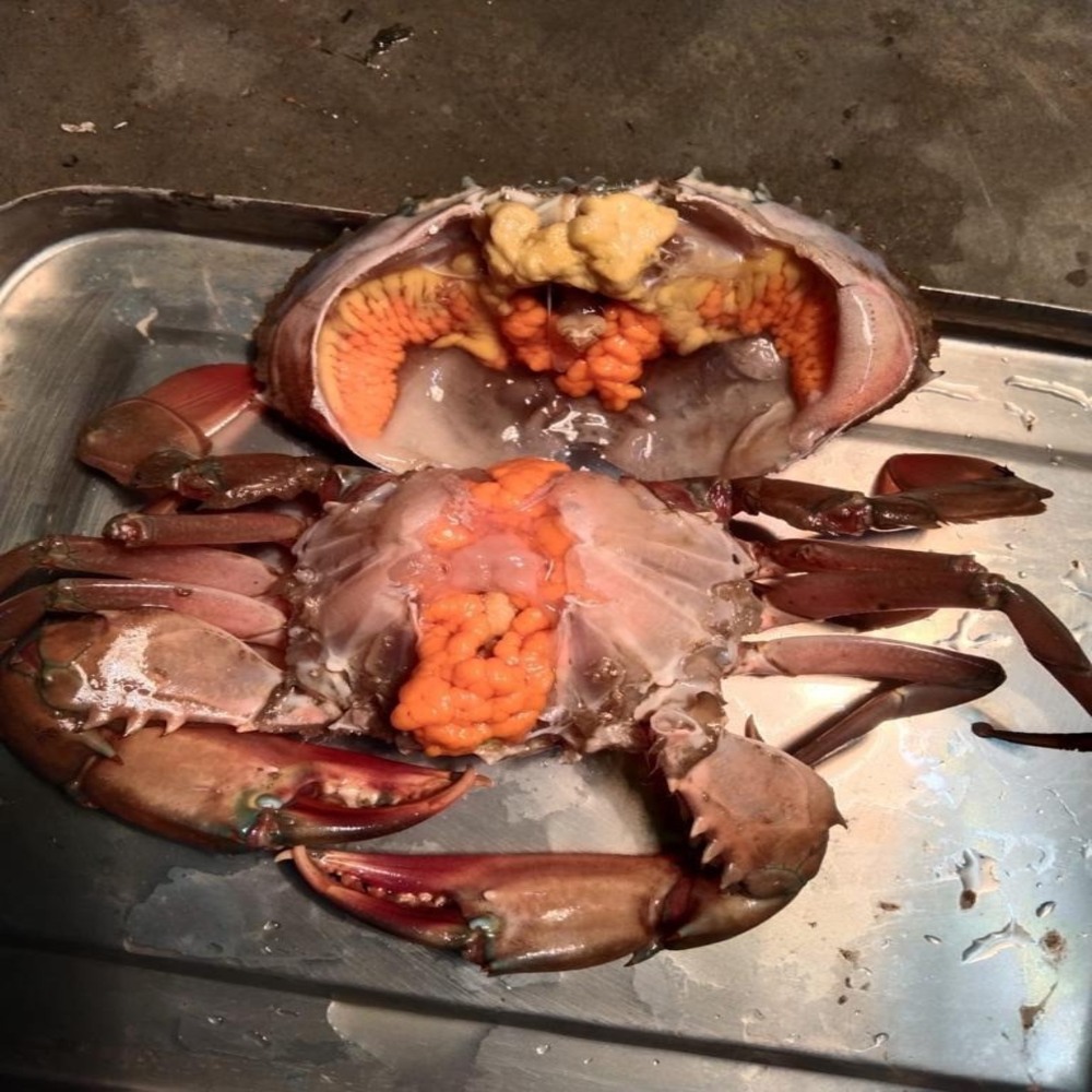 Морепродукты живой Краб/живой грязевой Краб/Живая Икра Краб для продажи, оптовая продажа, дешевые цены от Вьетнама
