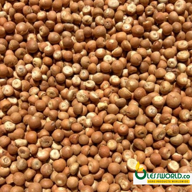 Betel nut whole 90/96% good cut