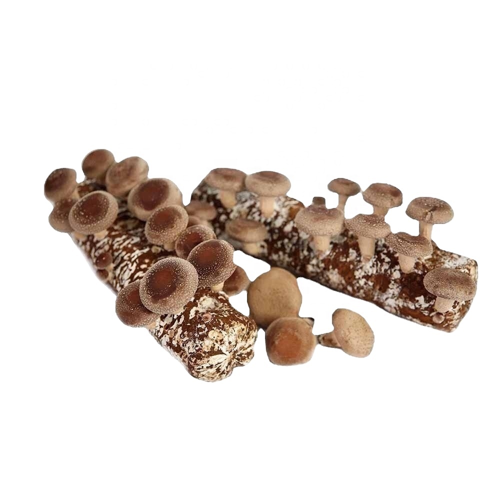 Spawns Of Shiitake, Frozen Shiitake mushroom Spawns with organic option and guidebook with full support
