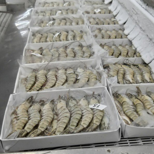 High Quality Frozen Shrimp Frozen Raw Black Tiger Prawn Wholesale Seafood From Vietnam Frozen Shrimp