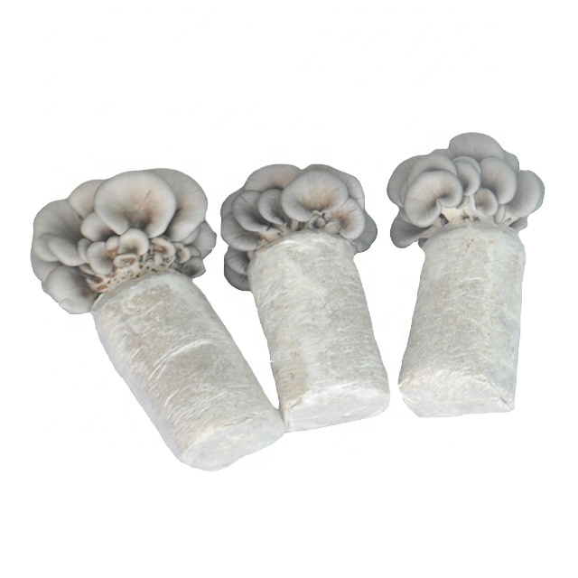 Ready to fruit Oyster Mushroom growing kits Frozen IQF with full support mushroom spawns growing kit with organic otpion