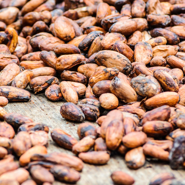 Best Quality Food Grade Fresh Roasted Cocoa Beans for Wholesale Purchase