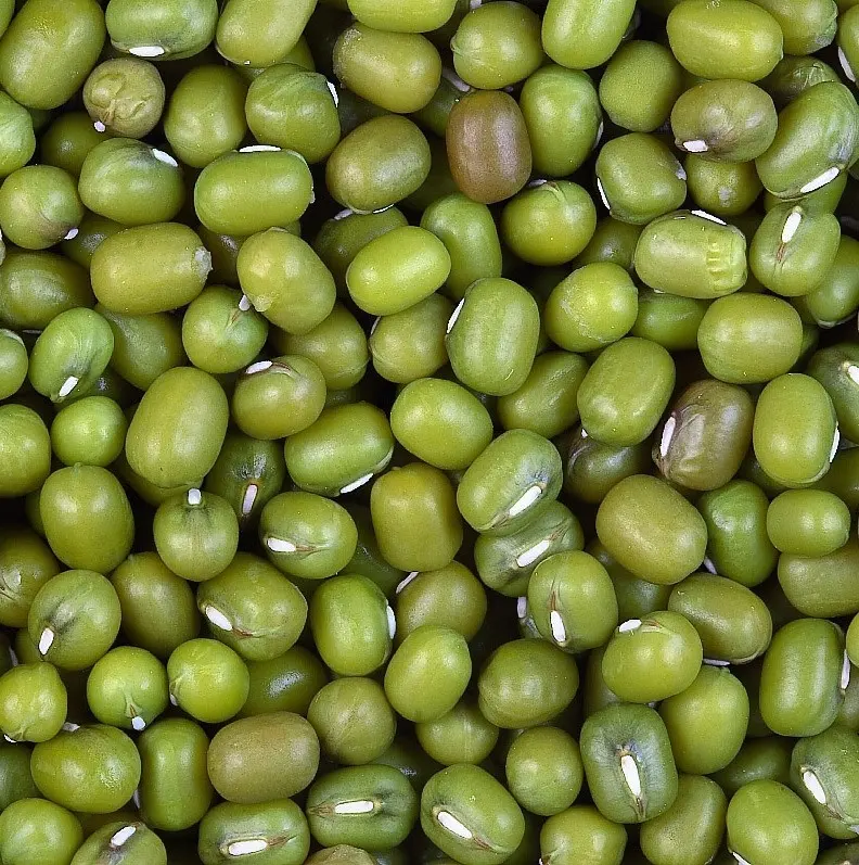 Green Mung Beans Green beans... Grains... Dried Green moong dal Green mung beans...