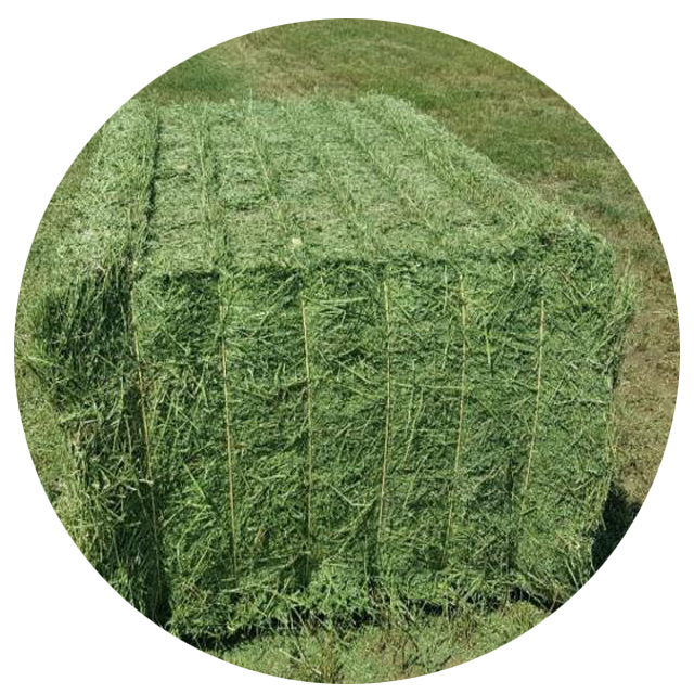 Pure Alfalfa Hay/Timothy Hay/ Rhode Hay Stock Available Denmark