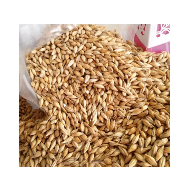 Food Grade Best Quality Common Cultivation Type Certified Quality Barley Malt Feed at Low Market Price