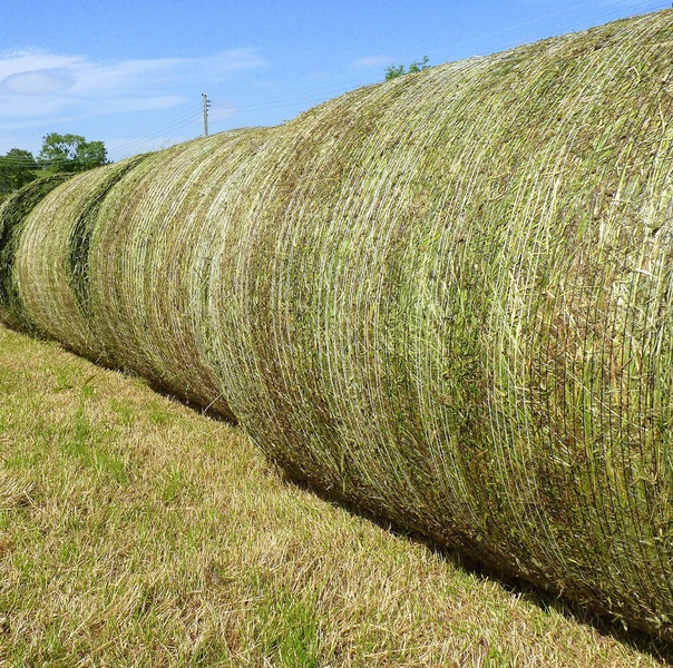 Best Selling Alfalfa Hay/Alfalfa Hay For Animal feeding /Lucerne Hay