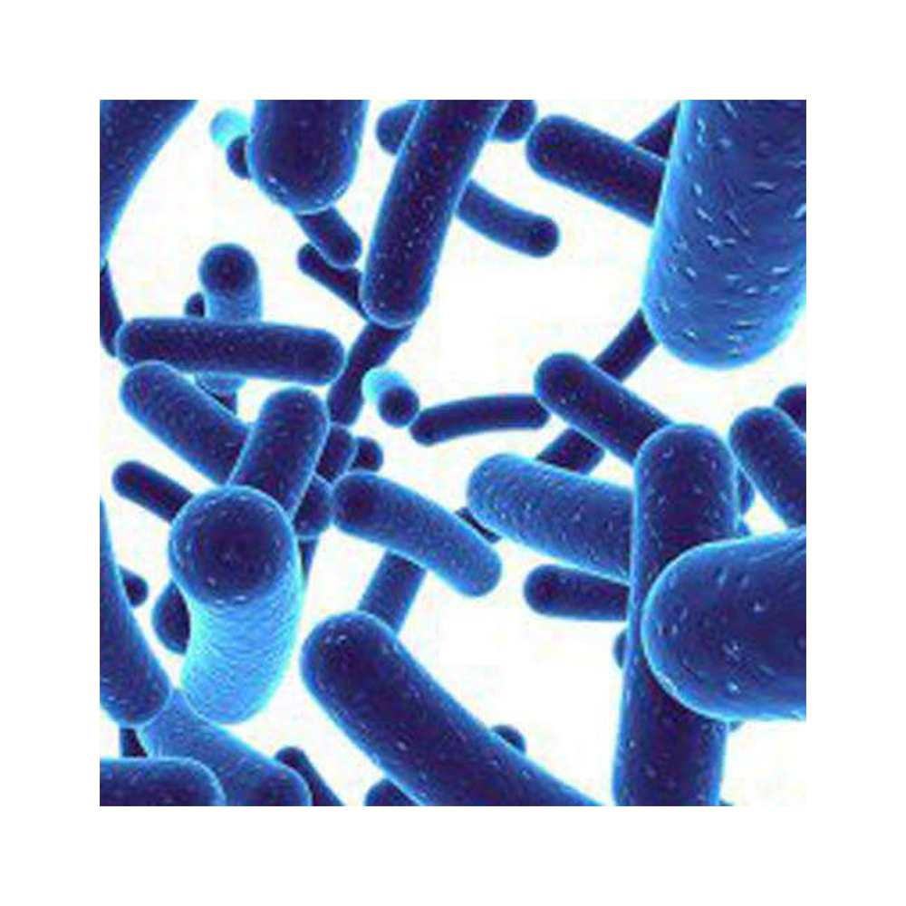 Пробиотики оптом, оптовая цена, опт, лактобацилл реутера-Zealmax Biopharma