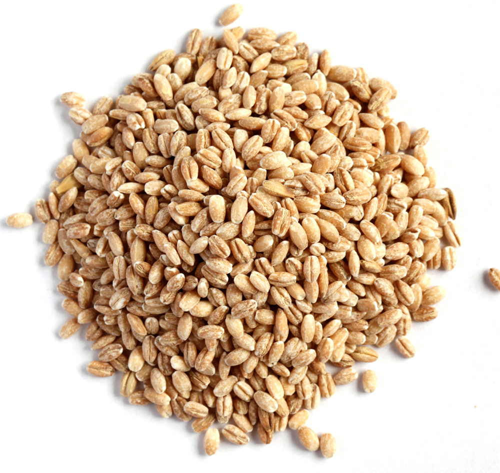 Organic Barley Grains Exporters Organic Pearl Barley