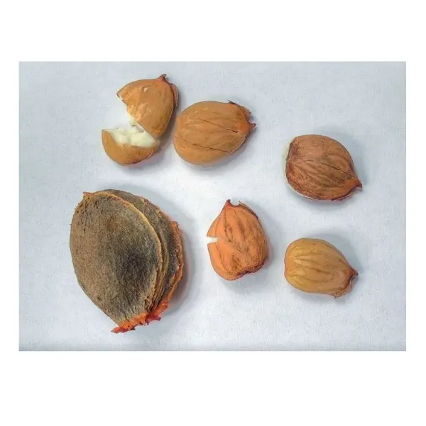 Best Factory Price Of Apricot kernel/ Nuts Available In Bulk Stock With Custom Packing