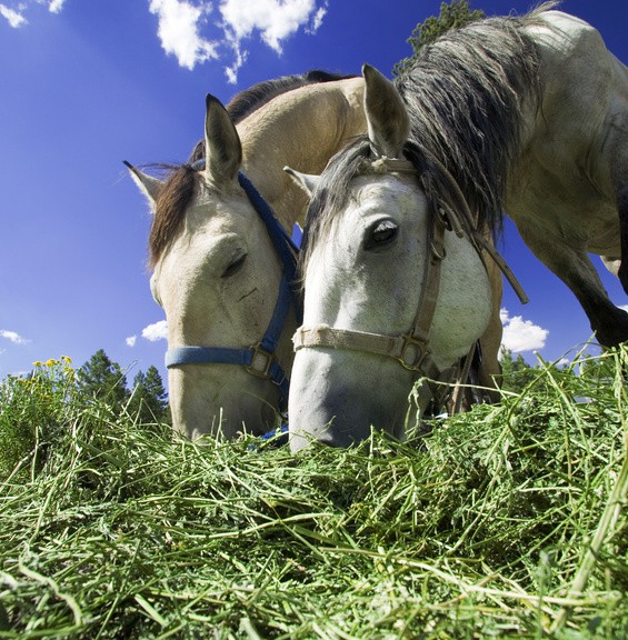 Fresh Alfalfa Hay for Animal feed