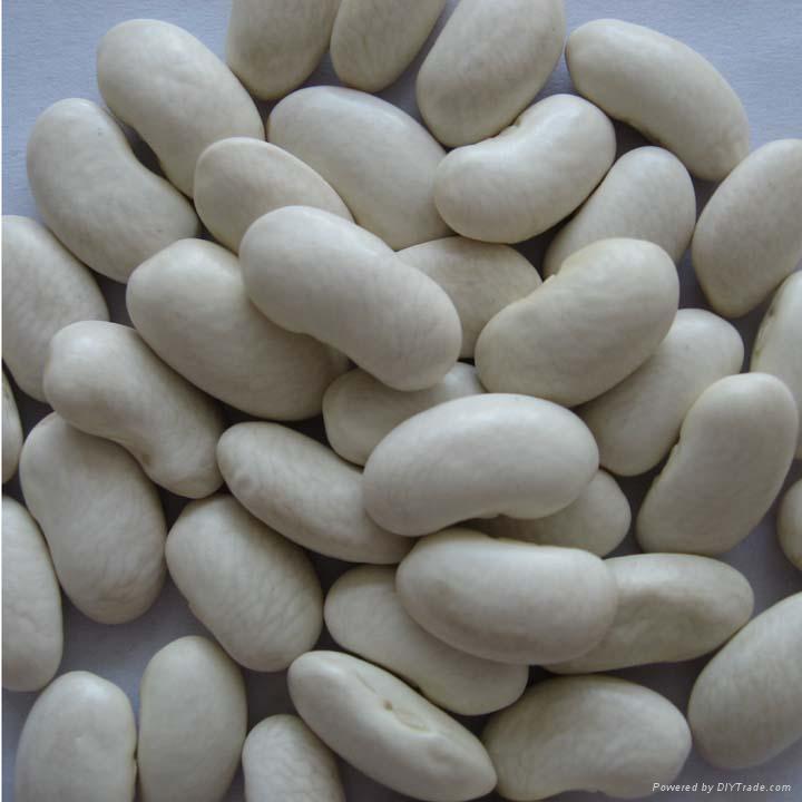 Сухие белые бобы kideny (размеры 180-200 / 200-240/ 240-260)