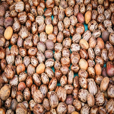 factory supply cheap price top quality natural dried castor bean seeds