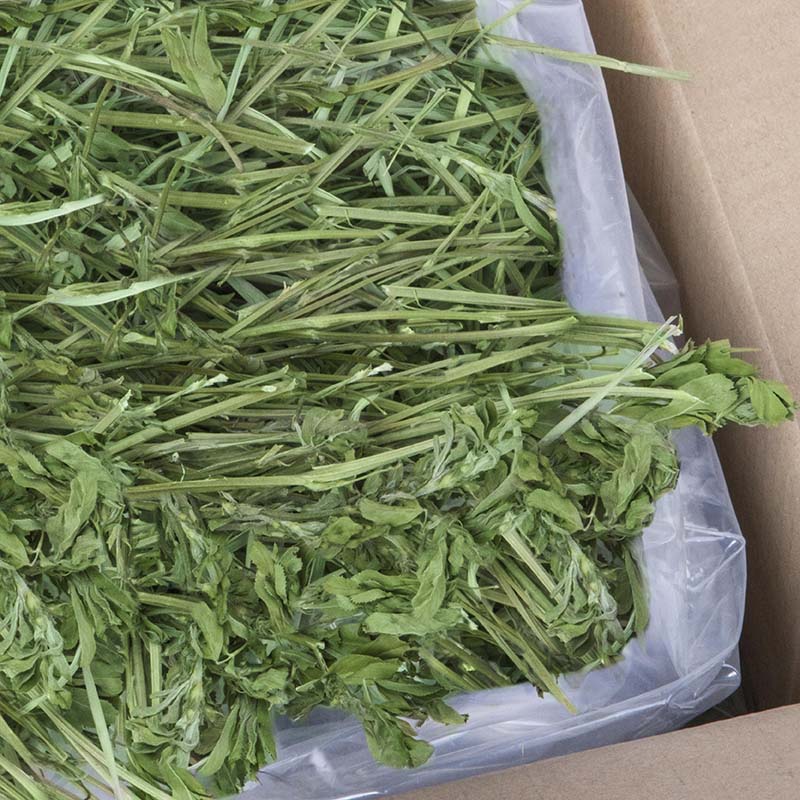 Quality Alfalfa Hay Bales / Alfafa pellets / Dehydrated Alfalfa cubes