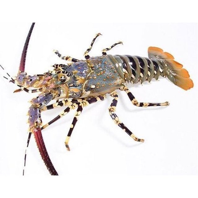 Frozen/fresh /live LOBSTER - FRESH LOBSTER