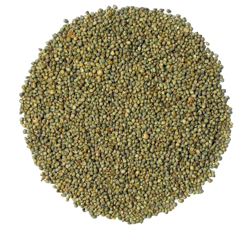 Export Fine Quality Green Millet