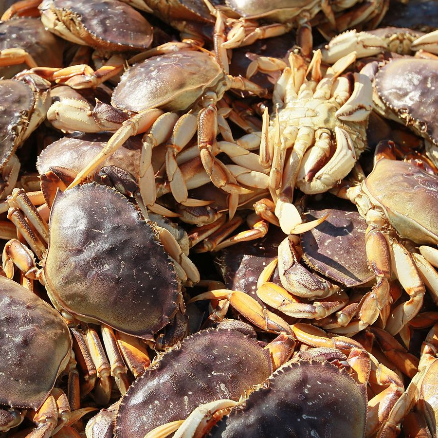 Blue Swing Crab / Frozen Crab / Fresh Crab