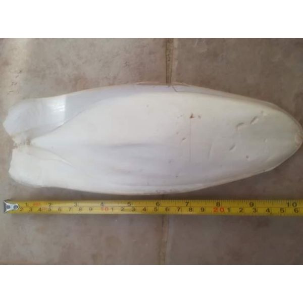 Immediate Shipment Grade "A" White Cuttlefish Bone