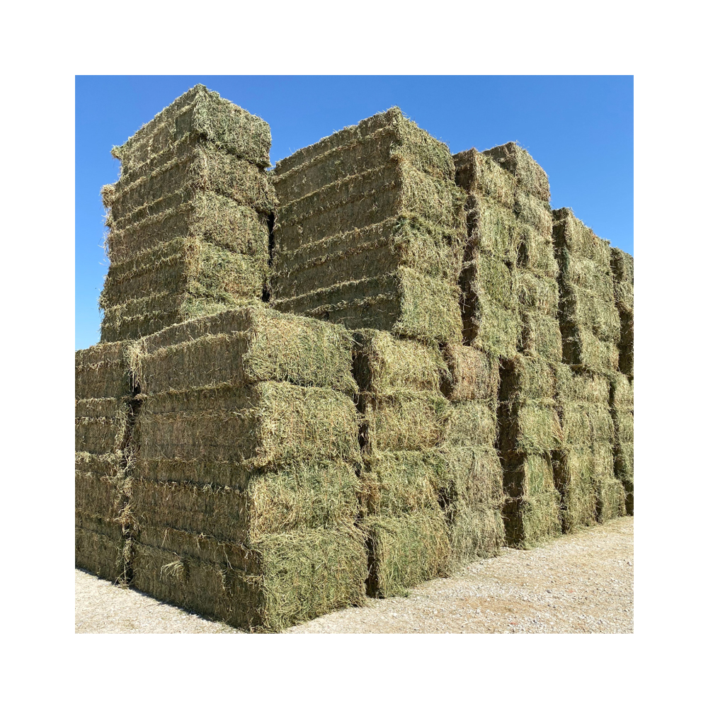 High Quality Alfalfa Hay Oats Hay Animal Feed for Sale