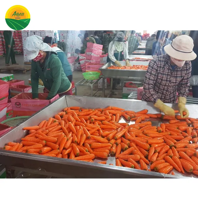 VIETNAM MAIN CROP FRESH CARROT/HIGH QUALITY /AMEII BRAND