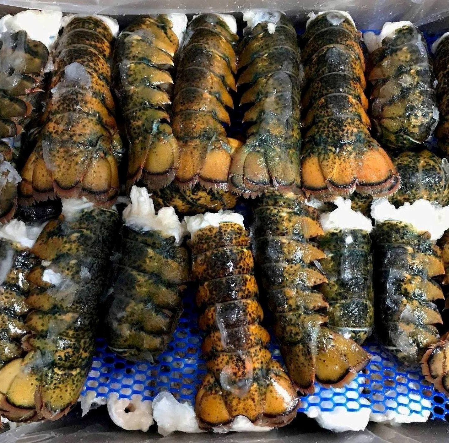 TOP SELLING FROZEN LOBSTER, FROZEN LOBSTER TAIL