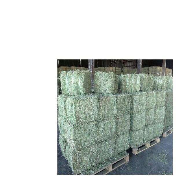 Alfafa Hay bales for sale in Europe.