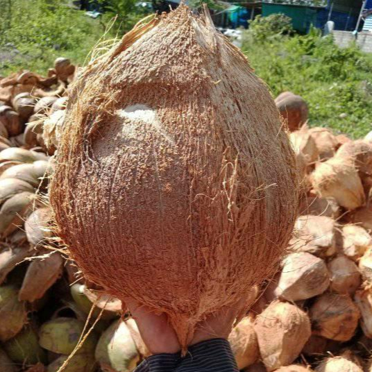 Дешевая цена свежий зрелый полуочищенный кокос из Вьетнама