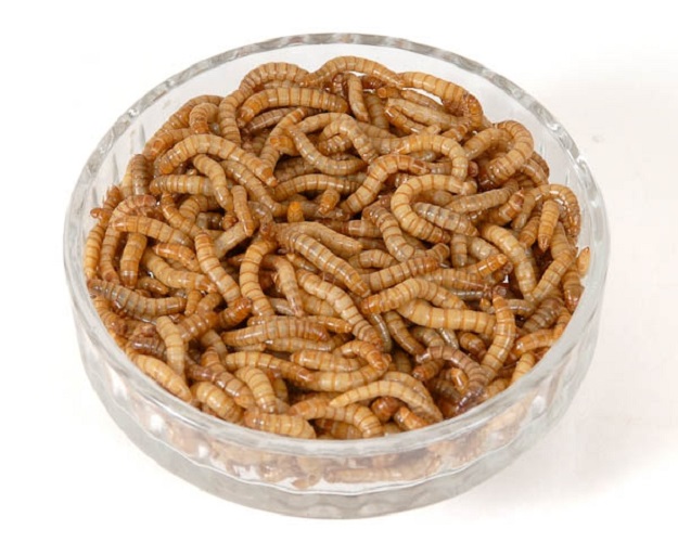 Edible Dried Mealworms/Superworms for Livestock Feed