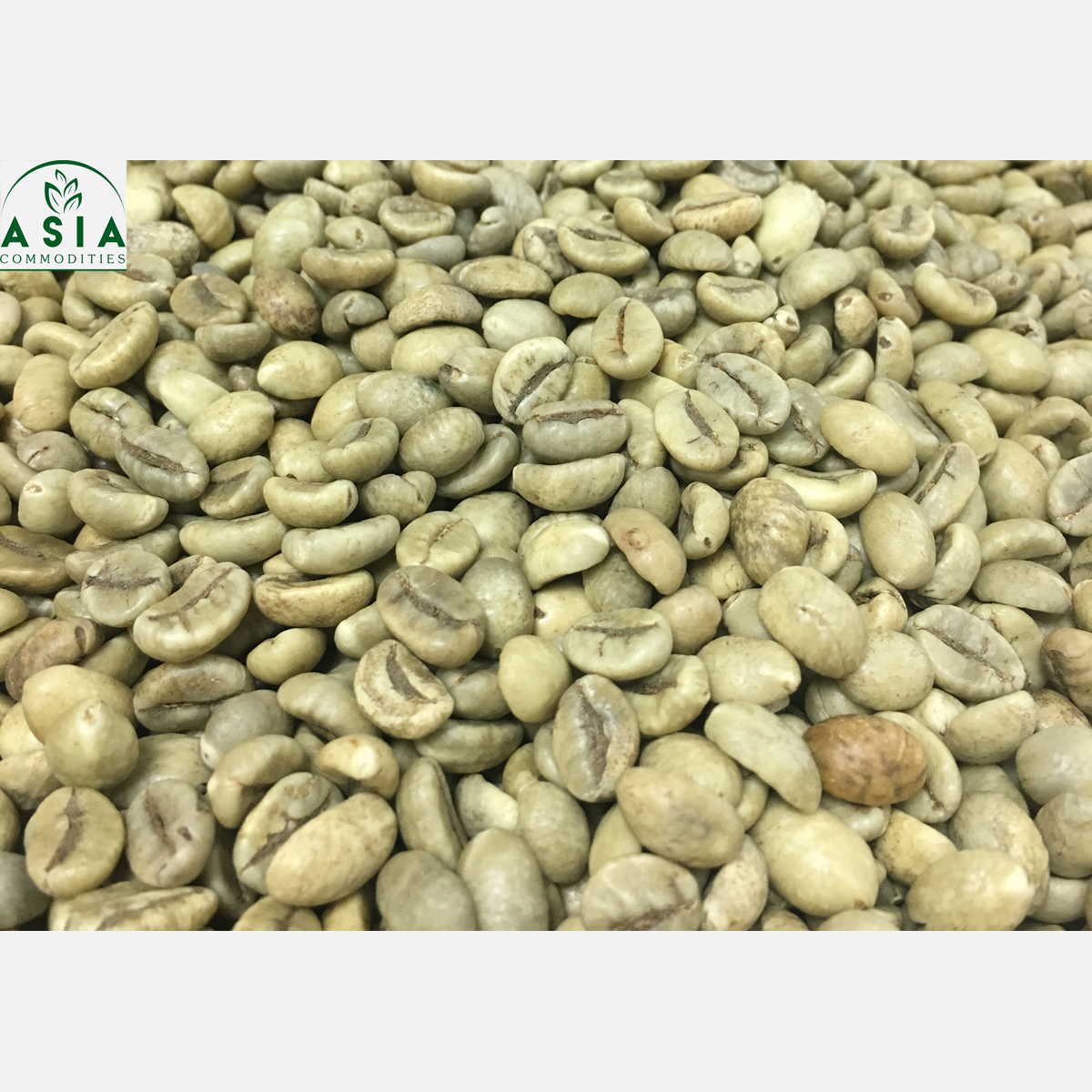 Зеленые кофейные зерна Robusta, необработанный кофе из Вьетнама, Asiacom.vn