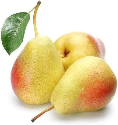 Yellow Crown Pears for sale