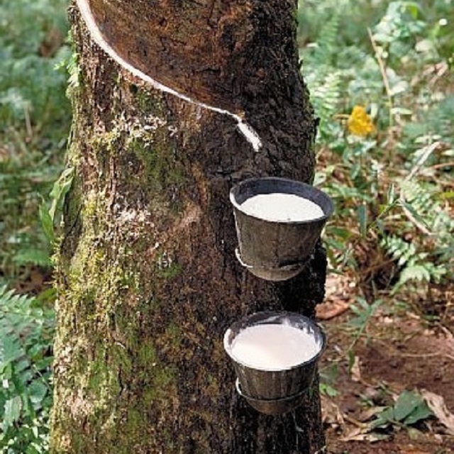 Milky White Natural rubber latex 60% Drc