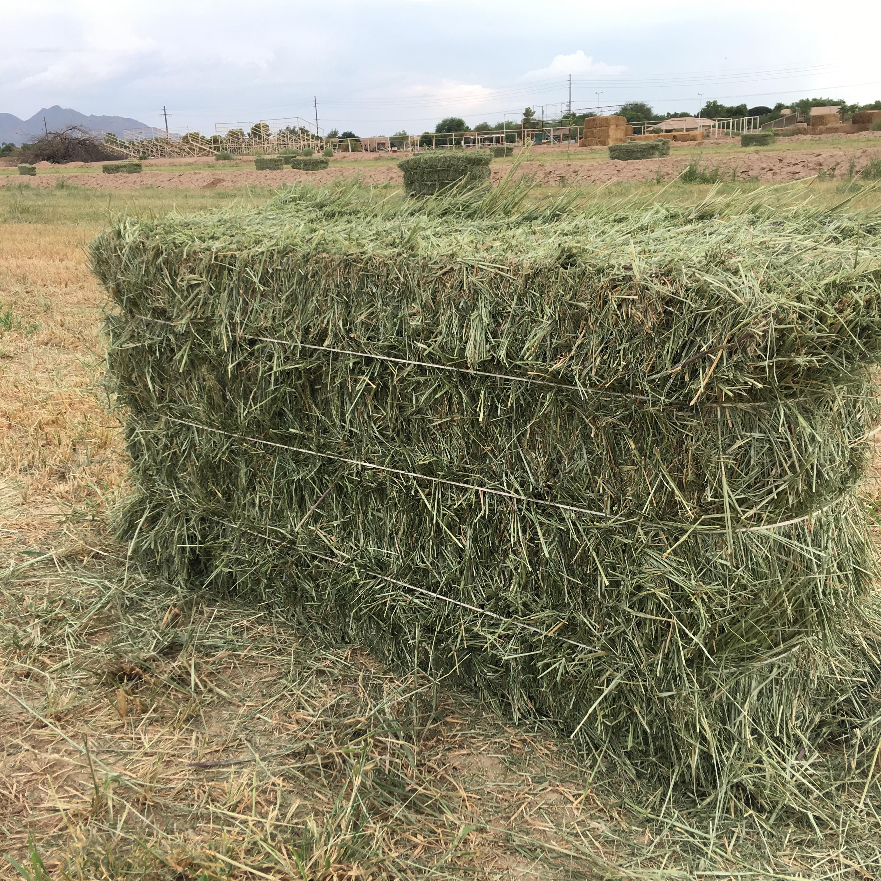 Quality Alfafa Hay for Animal Feeding Stuff Alfalfa / Hays Are Higher in Protein and Minerals