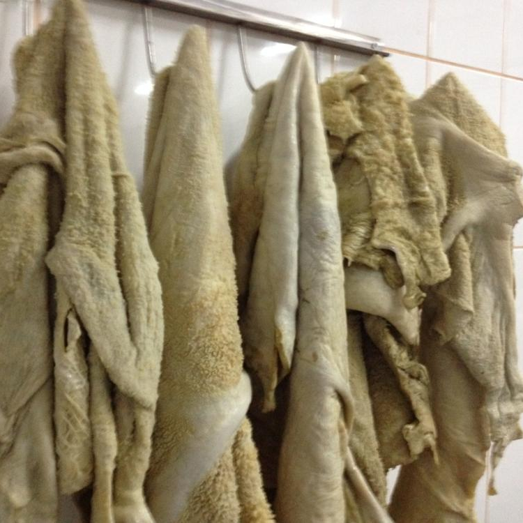 Salted fresh OMASUM/ Dry salted Omasum in Bulk