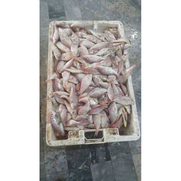 Замороженный резьбовой плавник, цельная круглая рыба HGT Red Seabream в наличии