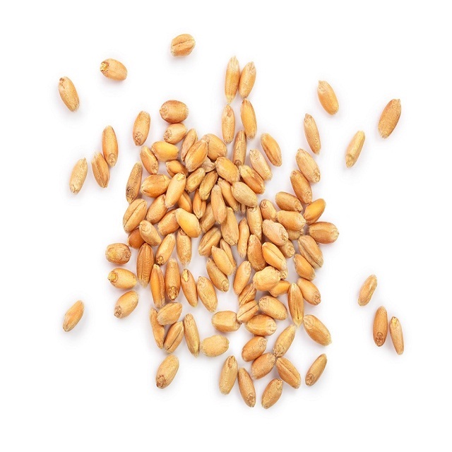Wheat for sales / wheat grain for animal and human feed Denmark