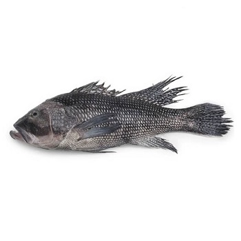 Рыба-окунь Черного моря на продажу