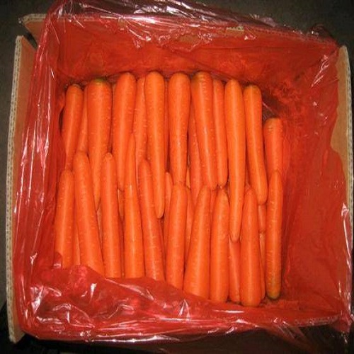 FRESH CARROT
