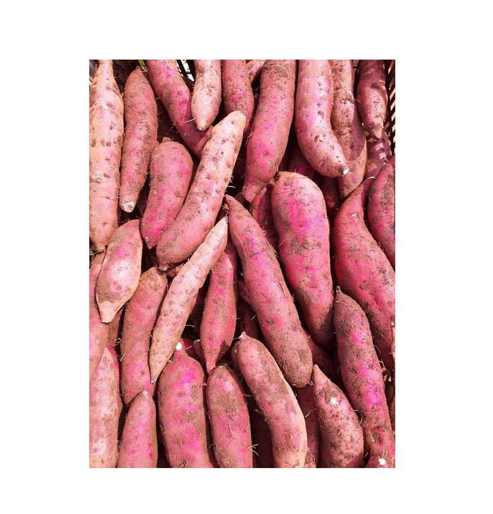 JAPAN SWEET POTATO Organic Fresh Potato From Vietnam wholesale