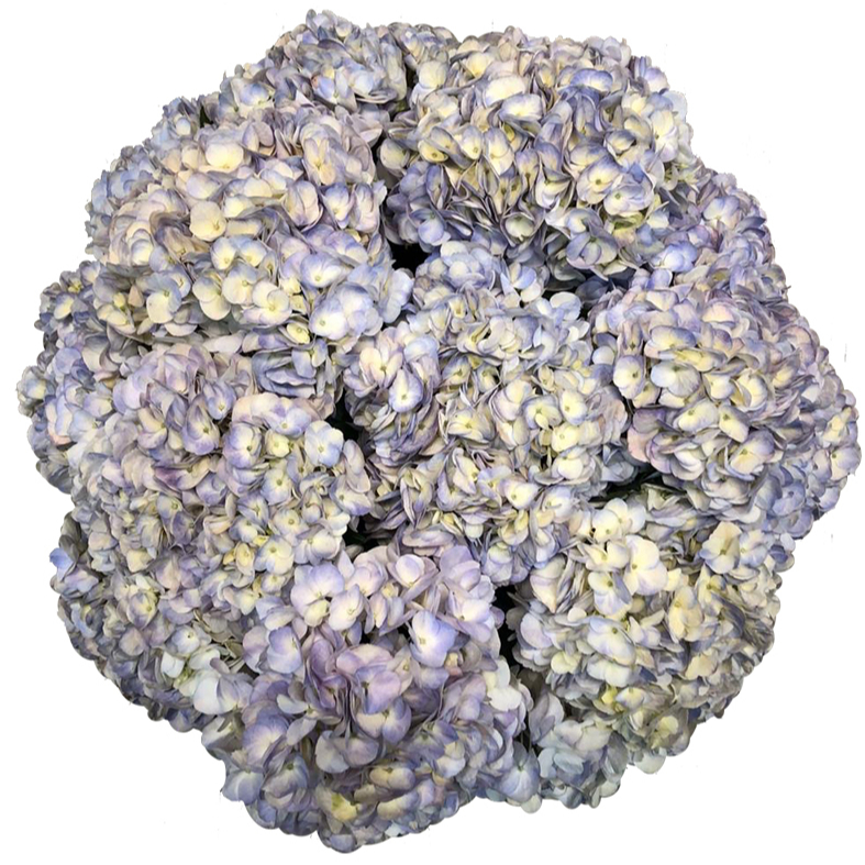 Hydrangea Lavender For US only