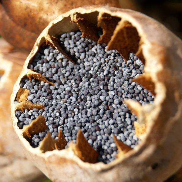 Turkish Best Quality Blue Poppy Seeds