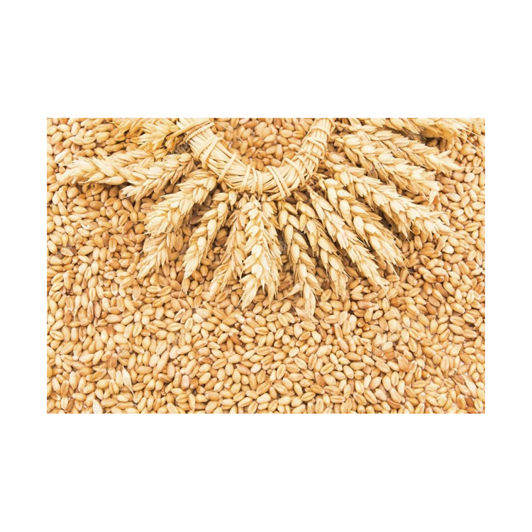 Top quality wheat grain wholesale, food suppliers