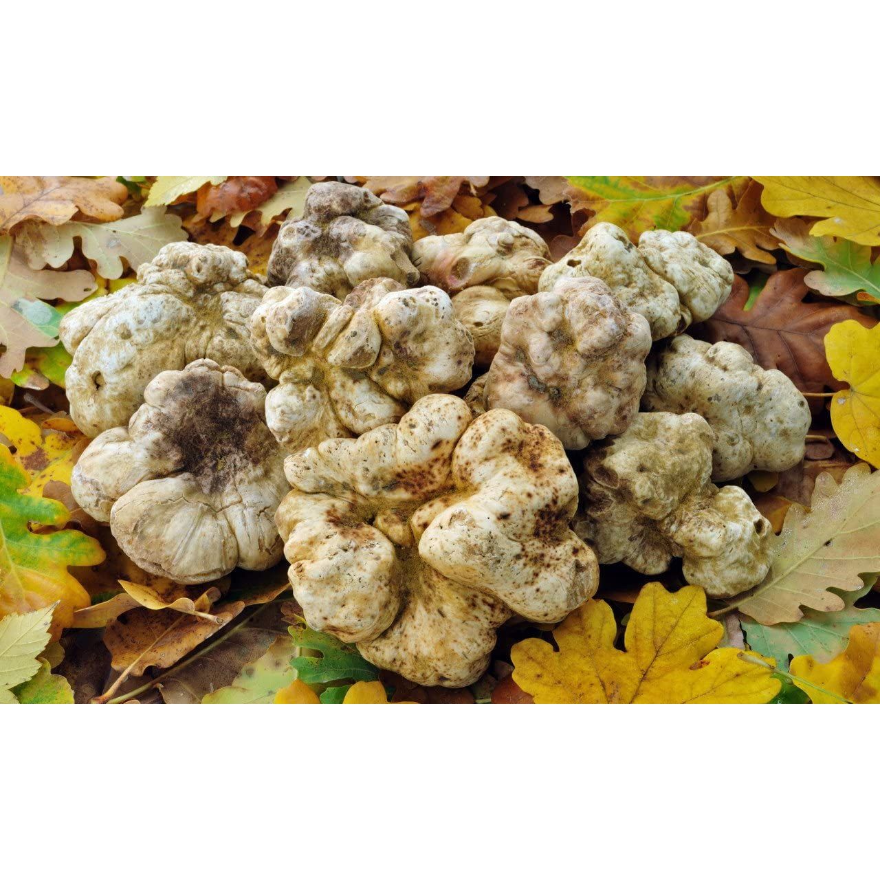 White European Truffle