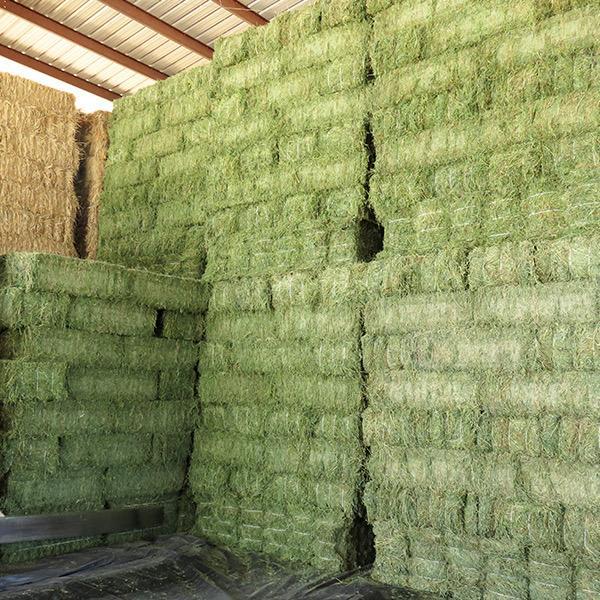 Healthy Quality Alfalfa Hay Bales From Ukraine