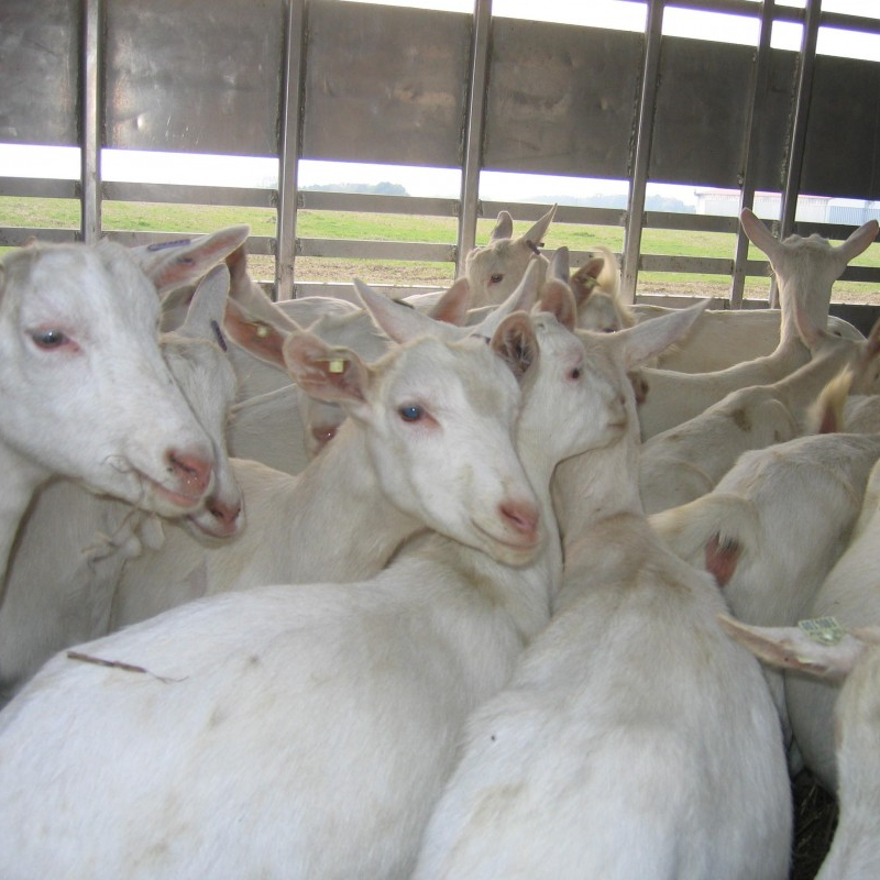 Boer козы для продажи/Saanen козы для продажи/доильные козы Availabl